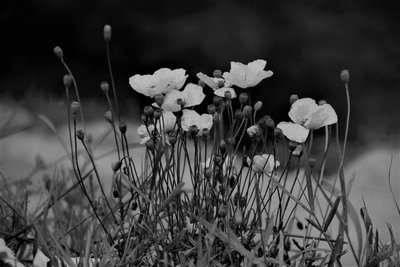Community, 2019, (fotografi) av Alex Caminker