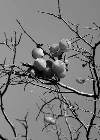 Konceptuell trädgård, 2019, (fotografi) av Alex Caminker