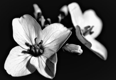 Naturlig sammansättning, 2019, (fotografi) av Alex Caminker