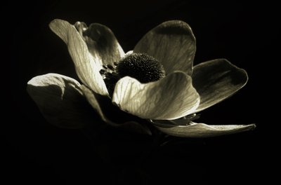Namnlös, 2019, (fotografi) av Alex Caminker
