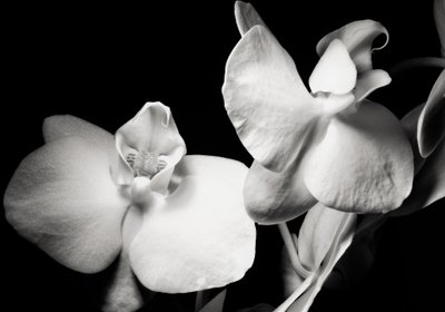 ambition, 2019, (fotografi) av Alex Caminker