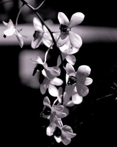 gäng, 2019, (fotografi) av Alex Caminker
