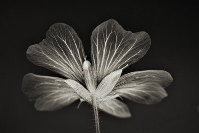 klarhet, 2019, (fotografi) av Alex Caminker