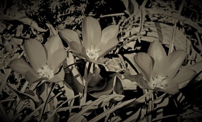 familj, 2019, (fotografi) av Alex Caminker