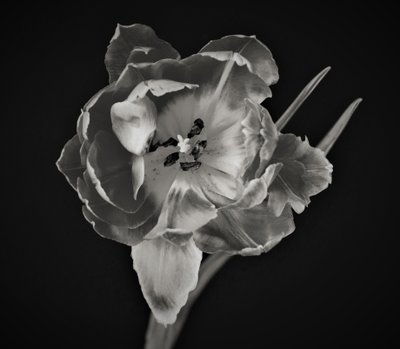 blommans geometri, 2019, (fotografi) av Alex Caminker