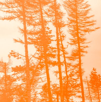 om träden var orange, 2019, (collage) av Alex Caminker