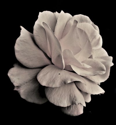 levande geometri, 2019, (fotografi) av Alex Caminker