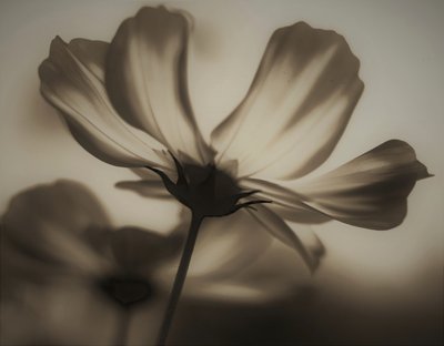 naturlig röntgen, 2019, (fotografi) av Alex Caminker