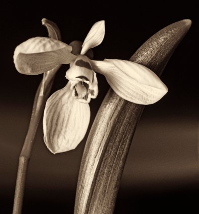 naturens sammansättning, 2019, (fotografi) av Alex Caminker