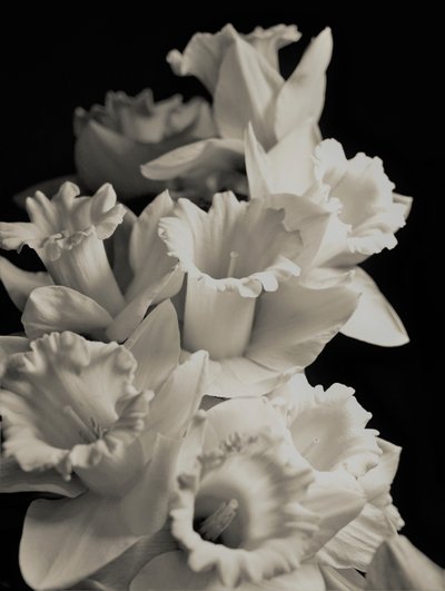 orkester, 2019, (fotografi) av Alex Caminker