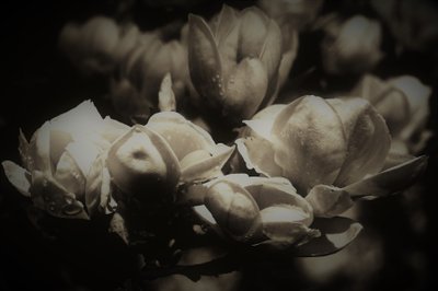 hemlig anatomi, 2019, (fotografi) av Alex Caminker