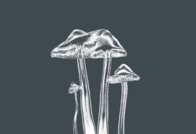 silver svampar, 2019, (fotografi) av Alex Caminker