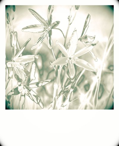 silverväxter, 2019, (fotografi) av Alex Caminker