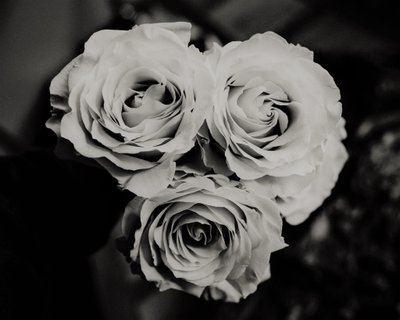 tre rosor, 2019, (fotografi) av Alex Caminker