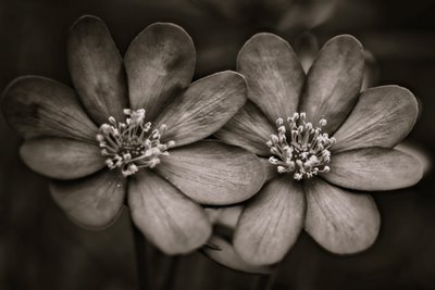 tvillingar, 2019, (fotografi) av Alex Caminker