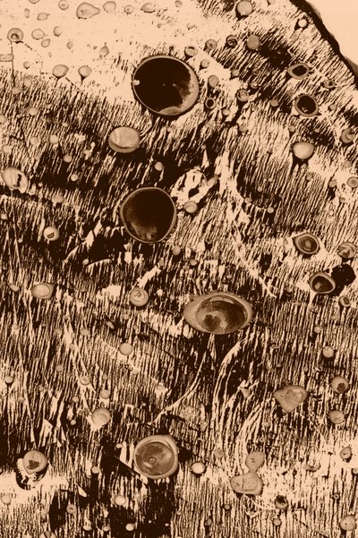 Syre av Alexander Adiels