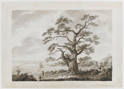 Lägg till. 15508, nr 4, Tree on the Tree Hill, Otaheite, från 
