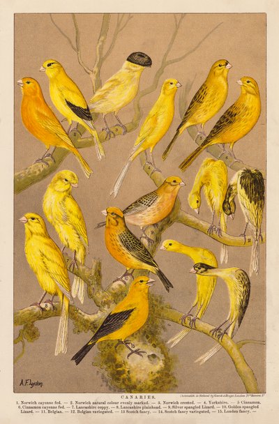 Kanariefåglar (chromolitho) av Alexander Francis (after) Lydon