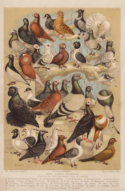 Duvor (chromolitho) av Alexander Francis (after) Lydon
