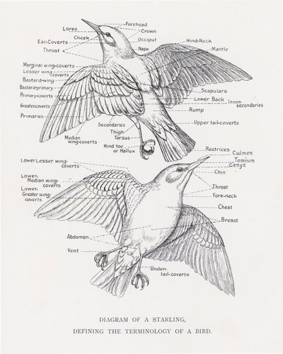 Diagram av en stare, som definierar terminologin för en fågel (litho) av Alexander Francis Lydon