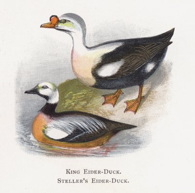 King Eider-Duck, Stellers ejder-Duck av Alexander Francis Lydon