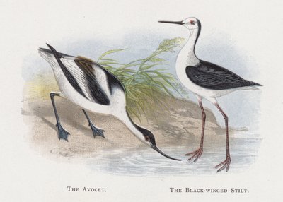 The Avocet, The Black-winged Stilt av Alexander Francis Lydon