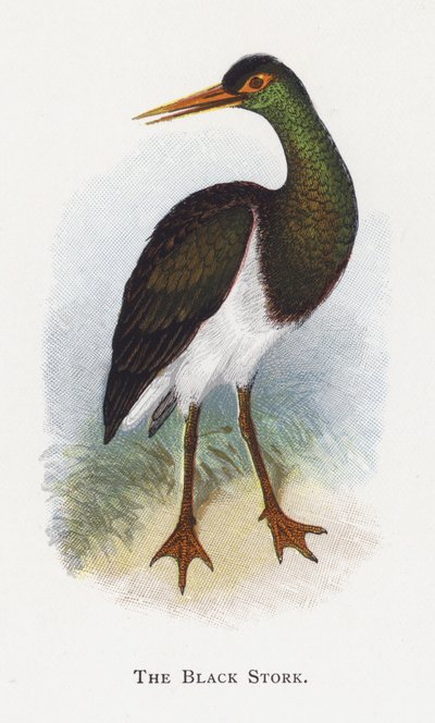 Den svarta storken av Alexander Francis Lydon