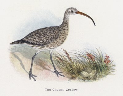 Den vanliga curlew av Alexander Francis Lydon