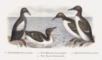 Silgrisslan, den tyglade sillgrisslan, Brunnichs sillgrisslan, den svarta sillgrisslan av Alexander Francis Lydon