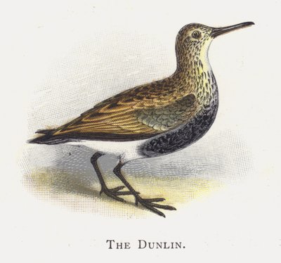The Dunlin av Alexander Francis Lydon