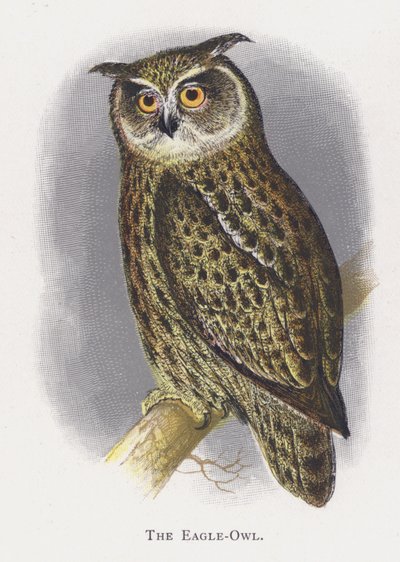 Örnugglan av Alexander Francis Lydon