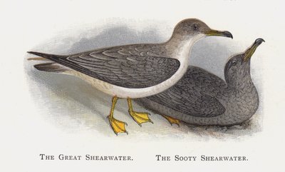 The Great Shearwater, The Sooty Shearwater av Alexander Francis Lydon