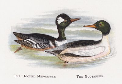 Hooded Merganser, The Goosander av Alexander Francis Lydon