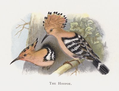 The Hoopoe av Alexander Francis Lydon