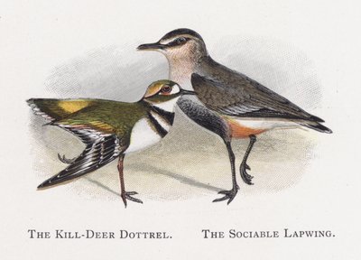 Killdeer Dotterel, The Social Lapwing av Alexander Francis Lydon