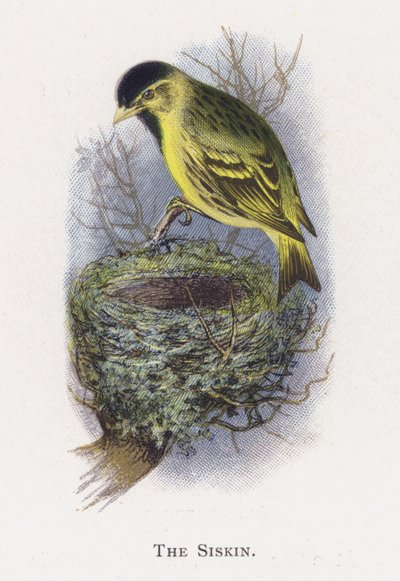 Siskin av Alexander Francis Lydon