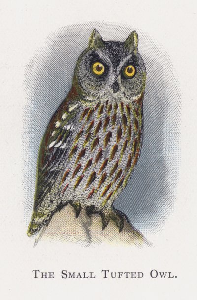 Den lilla tofsugglan av Alexander Francis Lydon
