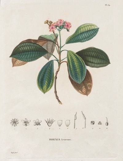 Resa till den nya kontinentens dagjämningsregioner, gjord under åren 1709 till 1804: Monografi av Melastomaceae: nr 54 av Alexander, Freiherr von Humboldt