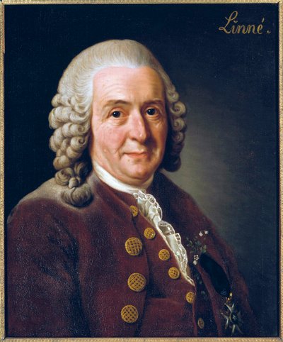 Porträtt av Carl von Linne (Linnaeus) av Alexander Roslin