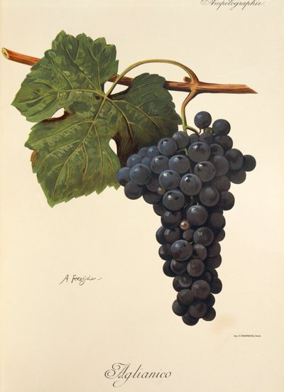 Aglianico druva av A. Kreyder av Alexis Kreyder