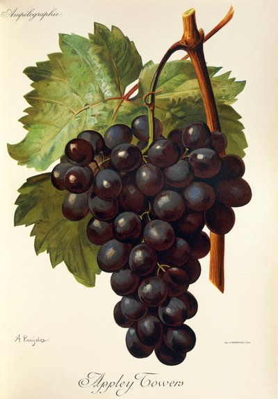Appley Towers druva. Illustration av A. Kreyder., Pessione, från Traite General de Viticulture. Ampelografi av Alexis Kreyder