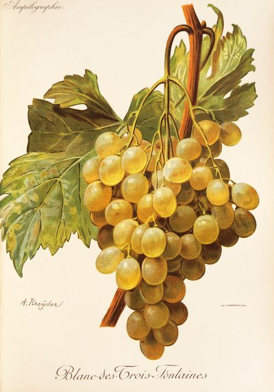 Blanc-des-Trois-Fontaines druva av A. Kreyder av Alexis Kreyder