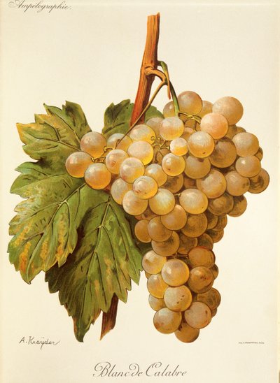Blanc de Calabria druva av A. Kreyder av Alexis Kreyder