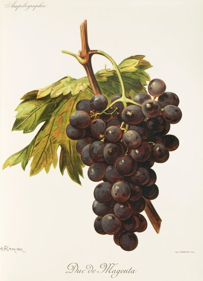 Duc de Magenta druva av A. Kreyder av Alexis Kreyder