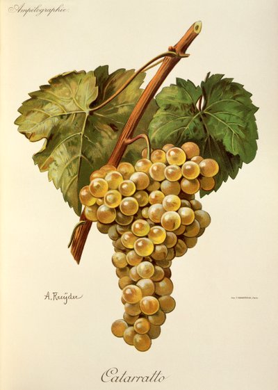 Fiano druva av A. Kreyder av Alexis Kreyder