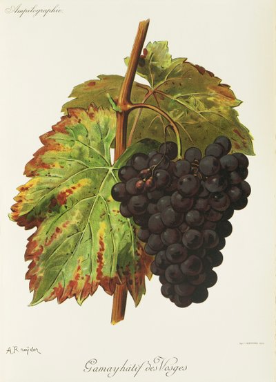 Gamay Hatif of the Vosges druvan av A. Kreyder av Alexis Kreyder