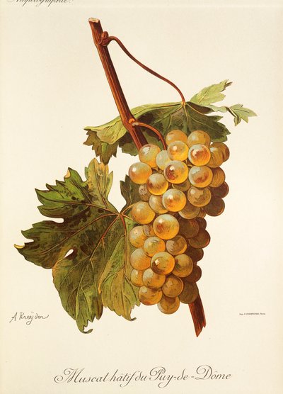 Muscat Hatif du Puy-de-Dome druva av A. Kreyder av Alexis Kreyder