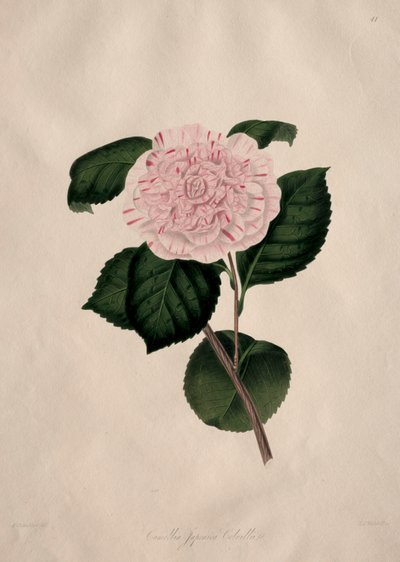 Illustrationer och beskrivningar av ... den naturliga ordningen Camellieae: Nr 41 av Alfred Chandler