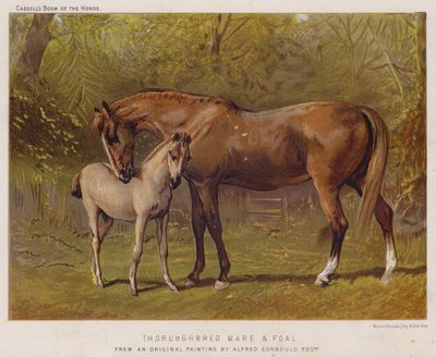 Fullblodssto och föl (färg litho) av Alfred Chantrey Corbould
