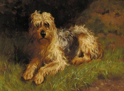 Mjuk belagd Wheaten Terrier av Alfred Duke